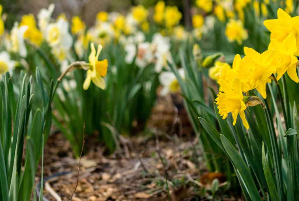 Daffodils